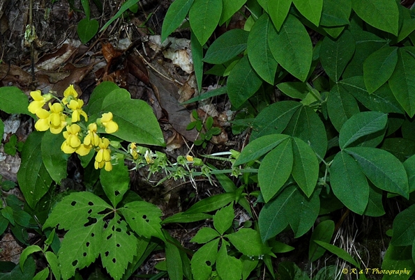 {Thermopsis fraxinifolia}